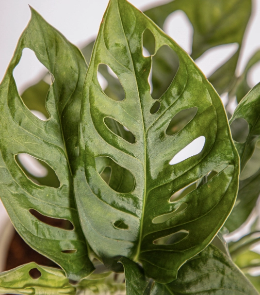 monstera adansonii care