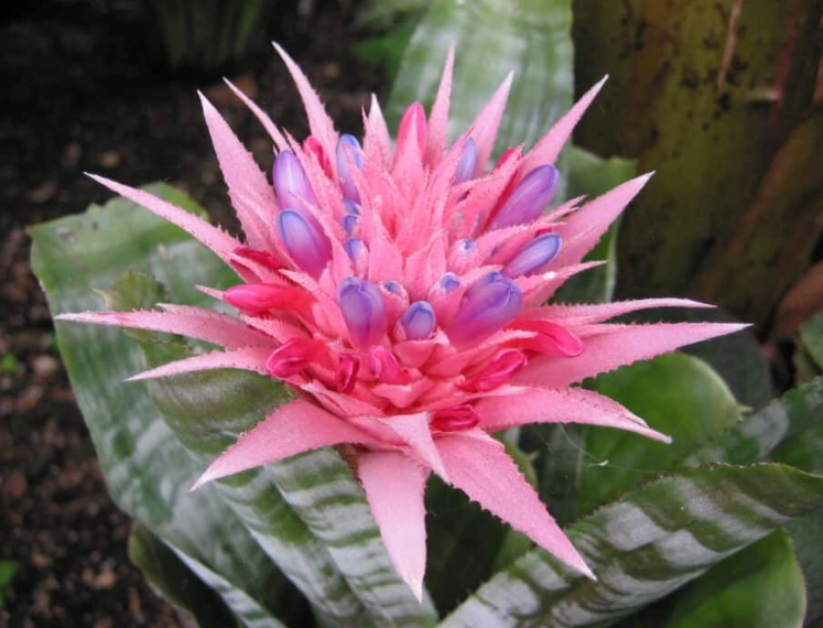 bromeliad varieties