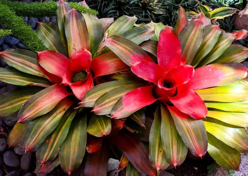 bromeliad types