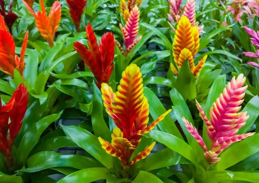 types of bromeliads