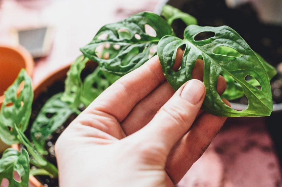 monstera adansonii care