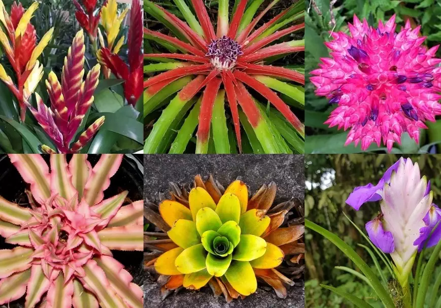 how to care for bromeliads