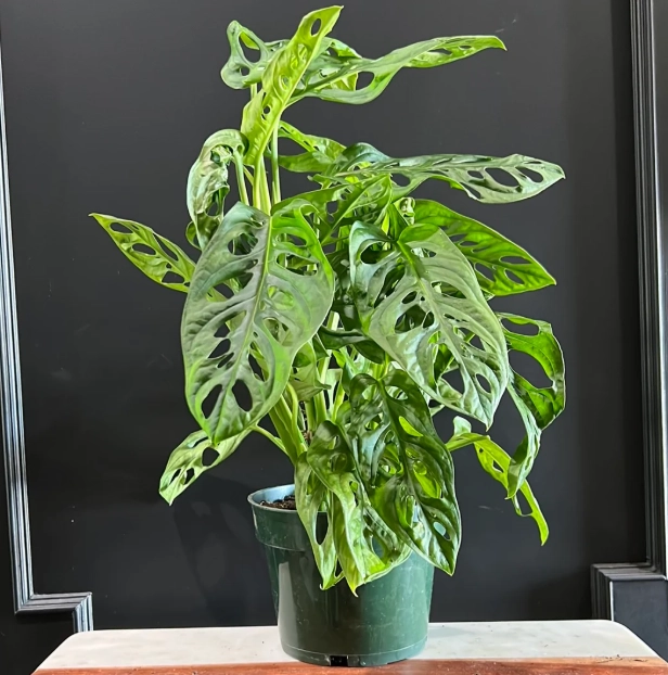 monstera adansonii propagation