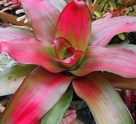 how to care for bromeliads