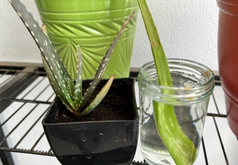 propagate aloe vera