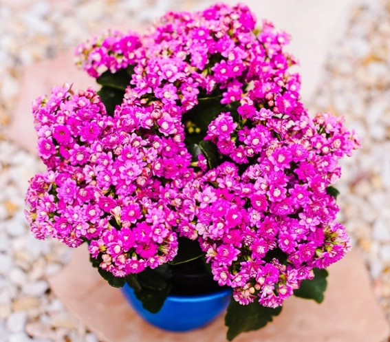 calandiva not blooming