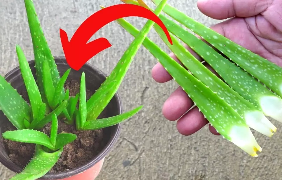 propagate aloe vera