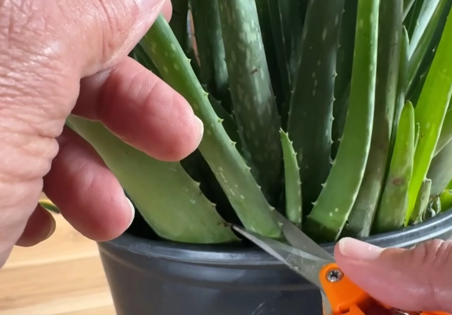 aloe plant care