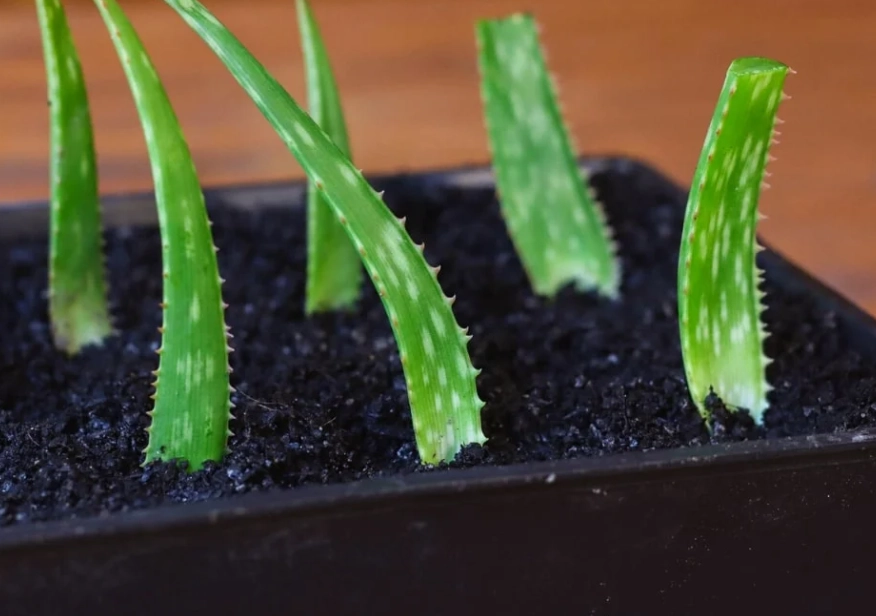 aloe plant care