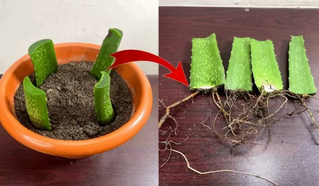 propagate aloe vera