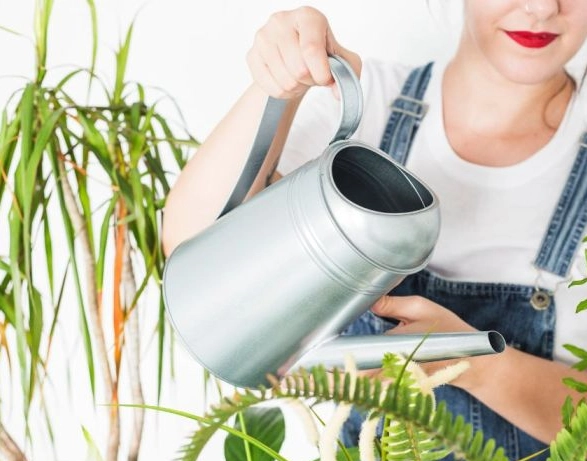 signs of overwatering