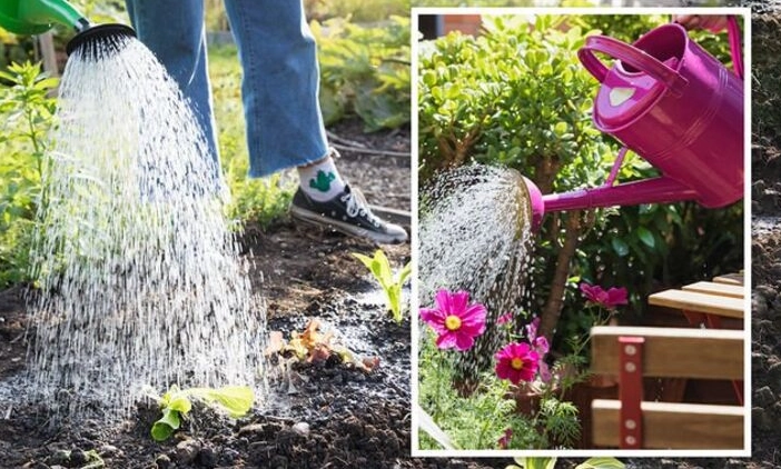 how often to water plants