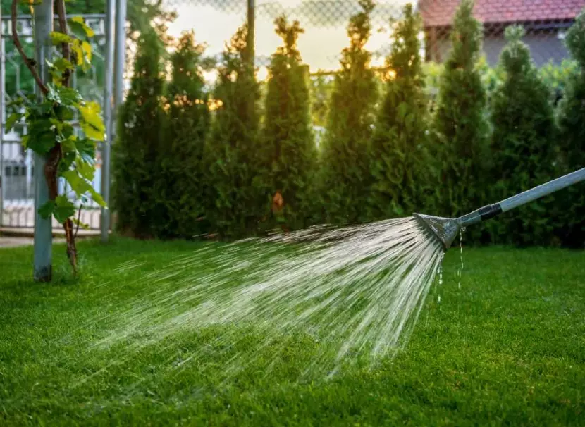 signs of overwatering