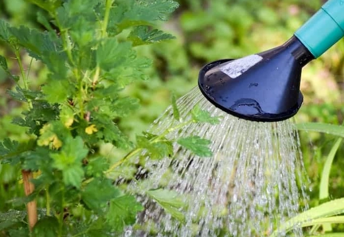 watering schedule for houseplants