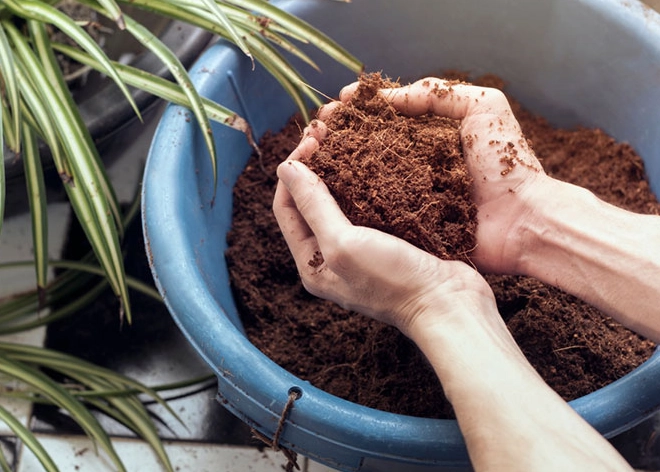 best soil for indoor plants