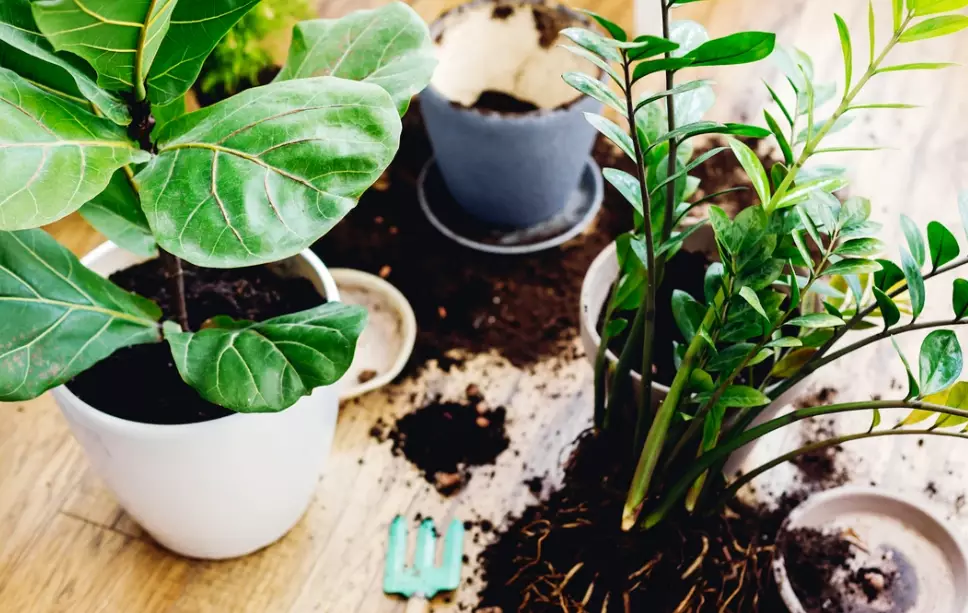 indoor plant potting mix