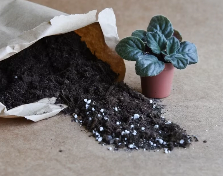 best soil for indoor plants