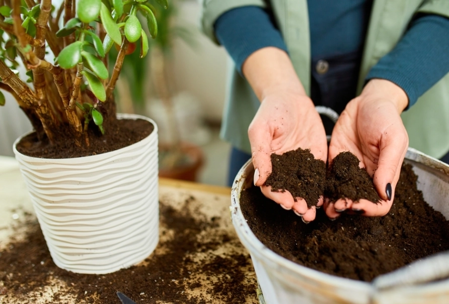 indoor plant potting mix