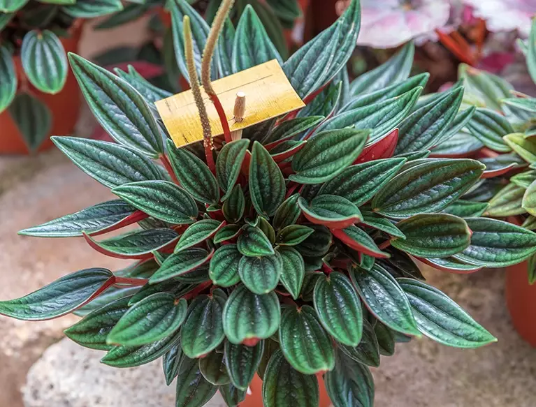 easy houseplants easy houseplants