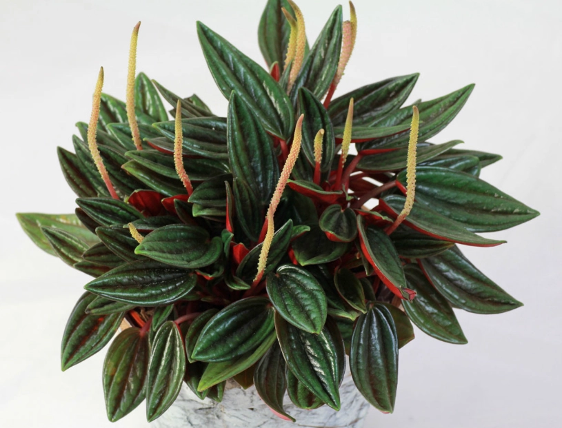 Peperomia Rosso Care: Your Complete Guide to Growing the Radiant Watermelon Peperomia
