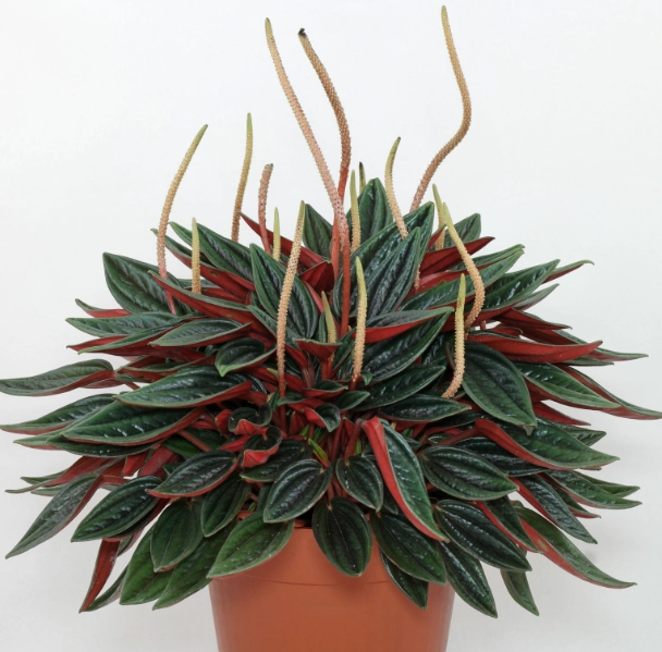 peperomia rosso care peperomia rosso care