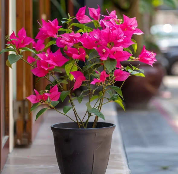 how to grow bougainvillea