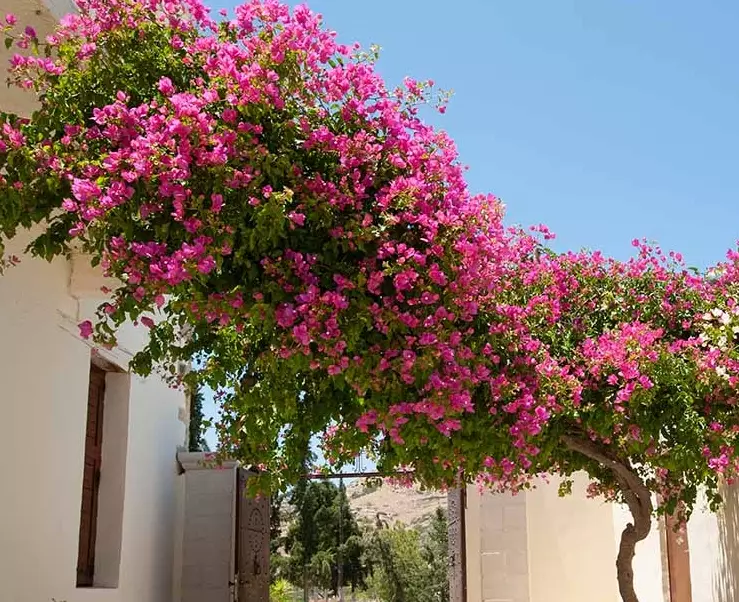 how to grow bougainvillea