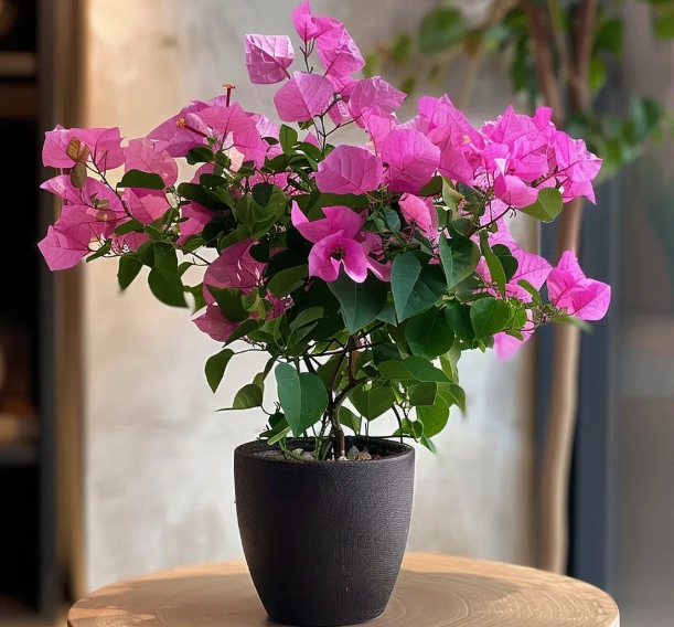 bougainvillea care