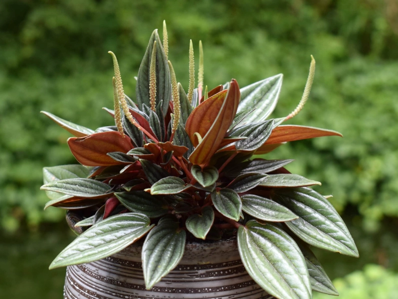easy houseplants easy houseplants