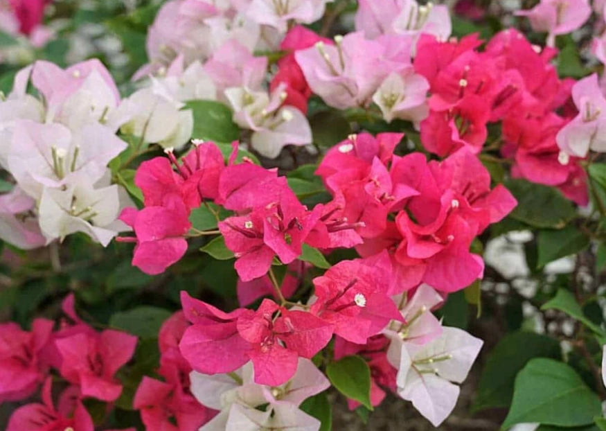 bougainvillea care