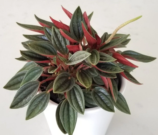 watermelon peperomia watermelon peperomia