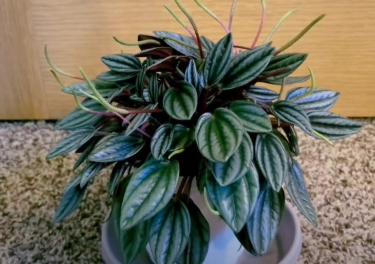 watermelon peperomia watermelon peperomia
