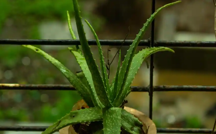 how to grow aloe vera