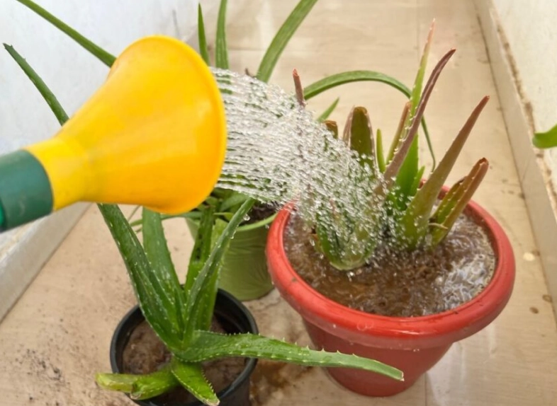 how to grow aloe vera