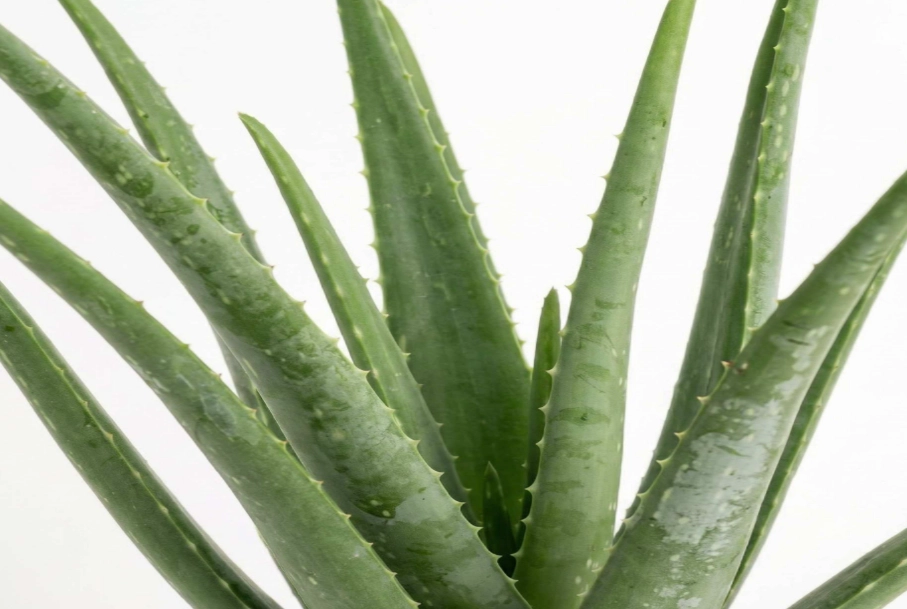 aloe vera watering