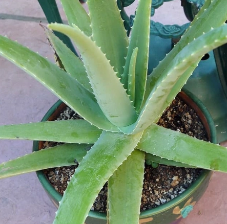 aloe vera watering