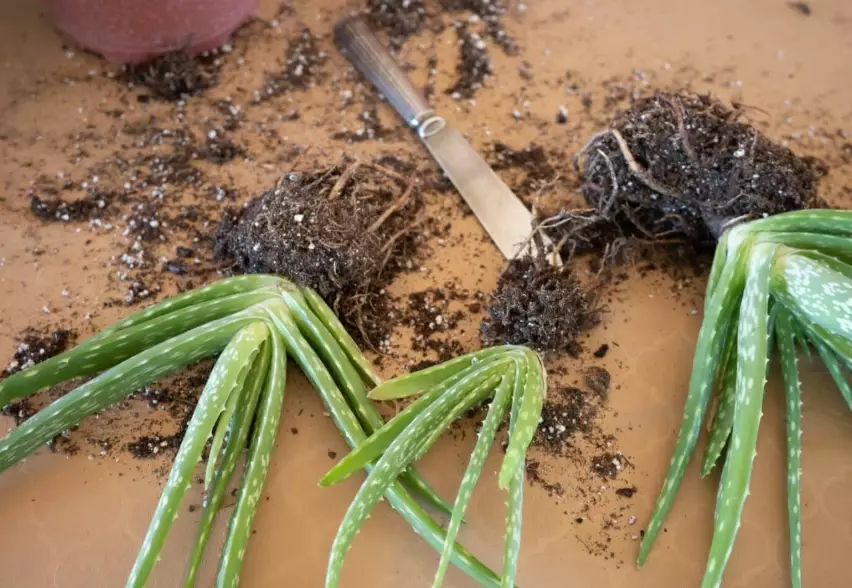 best soil for aloe vera best soil for aloe vera