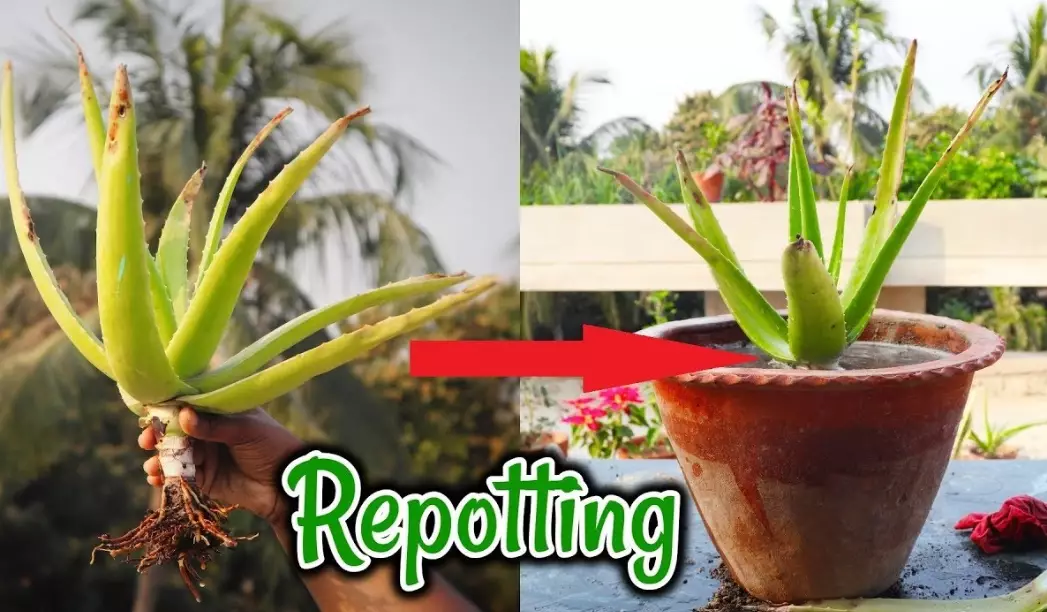 best soil for aloe vera best soil for aloe vera