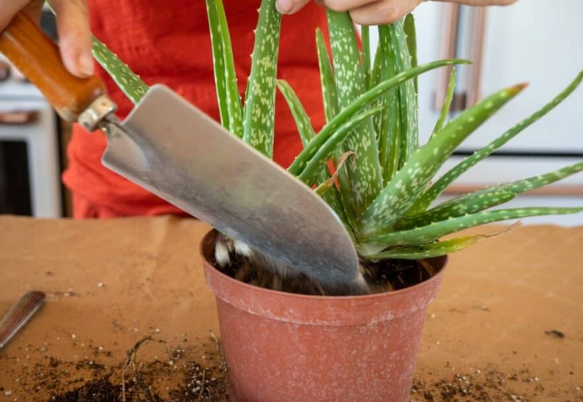 aloe vera repotting guide aloe vera repotting guide
