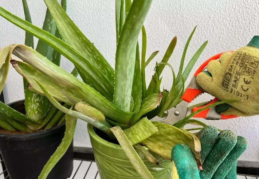 aloe vera plant care