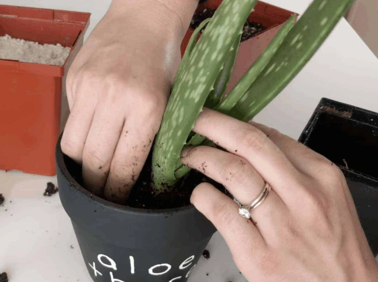 how to repot aloe vera
