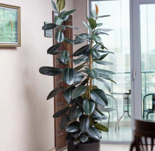 indoor rubber plant