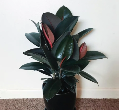 rubber plant care