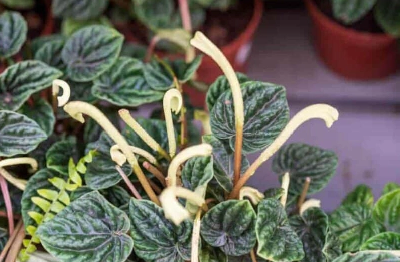 how to grow peperomia