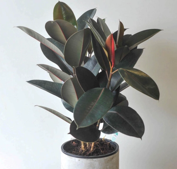 rubber plant care
