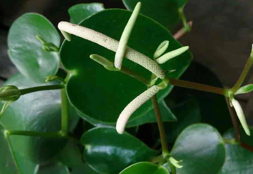 how to grow peperomia