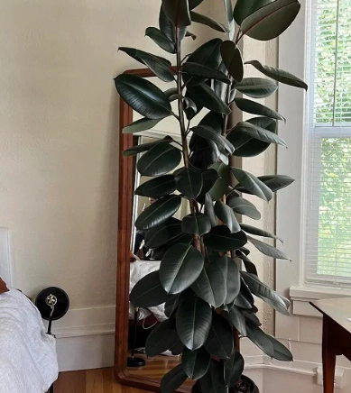 rubber plant leaves turning yellow