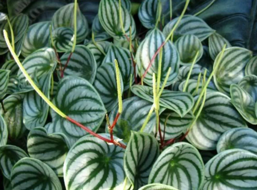 peperomia plant