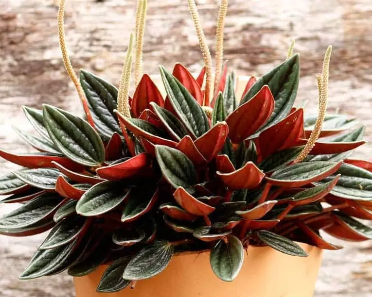 peperomia flower care