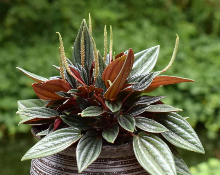 peperomia flower care